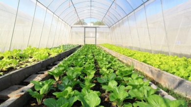 2 واحد گلخانه‌ای در نمين افتتاح شد