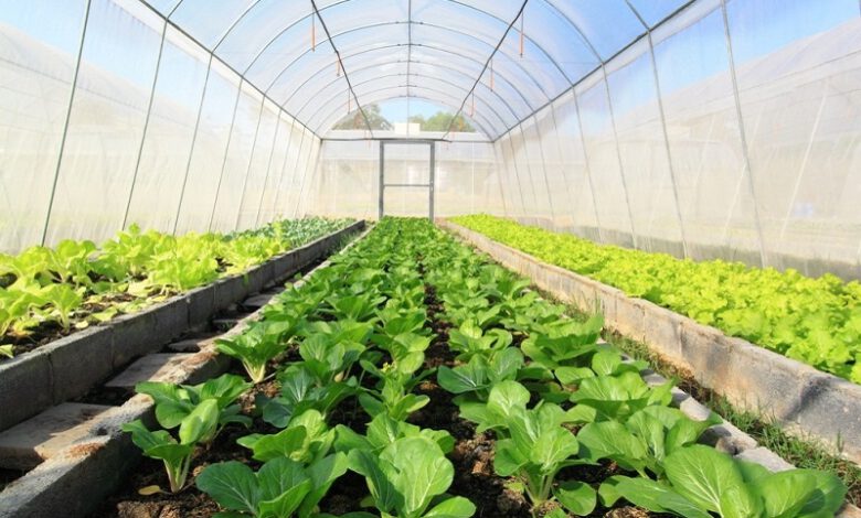 2 واحد گلخانه‌ای در نمين افتتاح شد