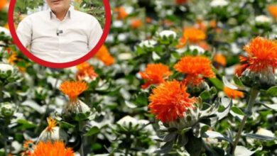 معرفی۲ رقم پرروغن و زودرس گلرنگ و یك رقم زودرس سویا در كشور