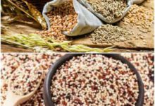 چهار لاین جدید گندم و كینوا در كمیته ملی معرفی رقم تایید و نامگذاری شد