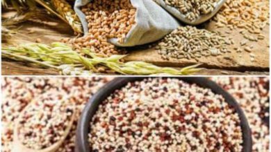 چهار لاین جدید گندم و كینوا در كمیته ملی معرفی رقم تایید و نامگذاری شد