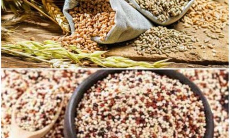 چهار لاین جدید گندم و كینوا در كمیته ملی معرفی رقم تایید و نامگذاری شد