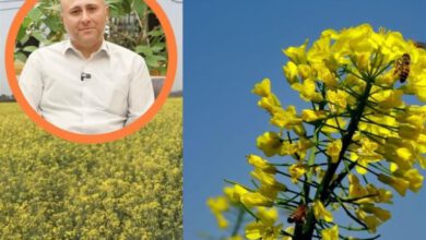 تقویت مزارع كلزای دیركاشت برای جبران كاهش عملكرد