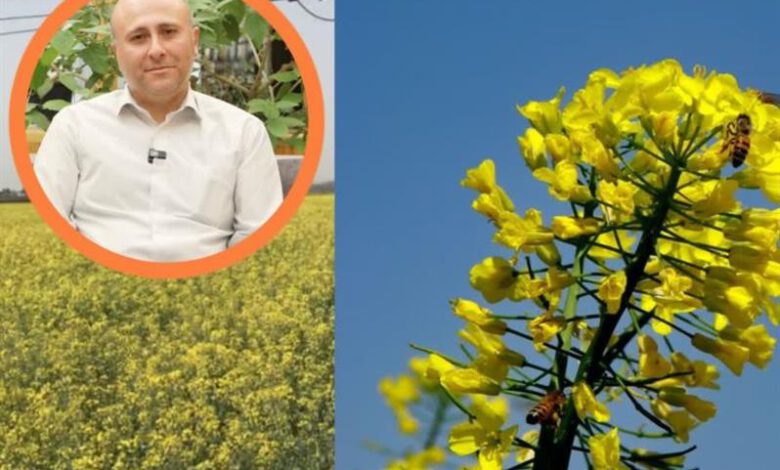 تقویت مزارع كلزای دیركاشت برای جبران كاهش عملكرد