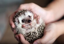 چالش‌ها و پیامدهای نگهداری حیوانات غیرمتعارف (Exotic Pets)