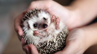 چالش‌ها و پیامدهای نگهداری حیوانات غیرمتعارف (Exotic Pets)