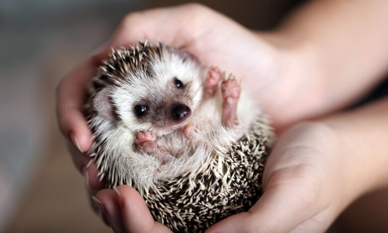 چالشها و پیامدهای نگهداری حیوانات غیرمتعارف (Exotic Pets)