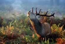 «گاوبانگی» فرصتی برای زادآوری یا تهدیدی برای بقا