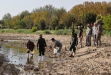 دستگاه‌های متولی باید پیش از قطع زاینده رود برای نجات ماهی‌ها اقدام می‌کردند