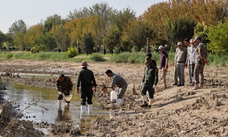 دستگاه‌های متولی باید پیش از قطع زاینده رود برای نجات ماهی‌ها اقدام می‌کردند